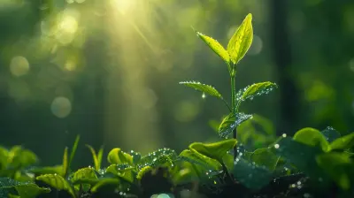 Creating a Scalable Startup: Systems and Processes to Implement Early