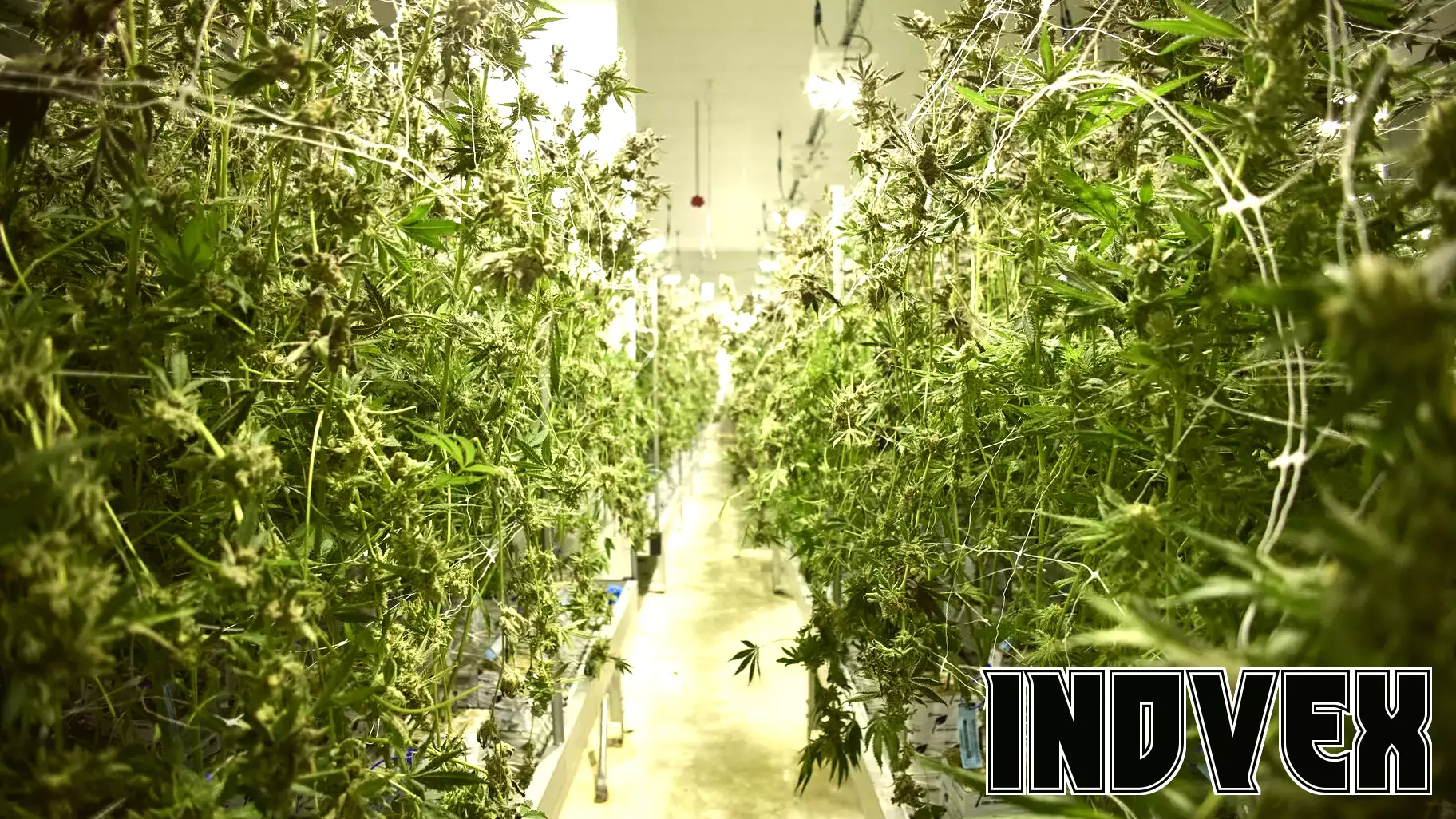 How UNLV’s Cannabis Policy Institute is Transforming the Marijuana Dialogue