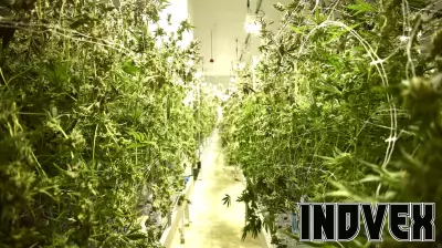 How UNLV’s Cannabis Policy Institute is Transforming the Marijuana Dialogue
