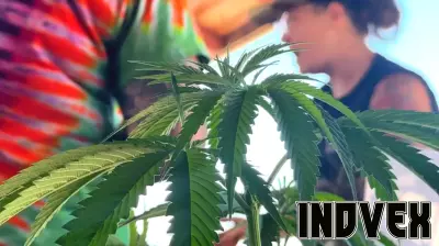 Microbusinesses celebrate New York state’s first cannabis showcase